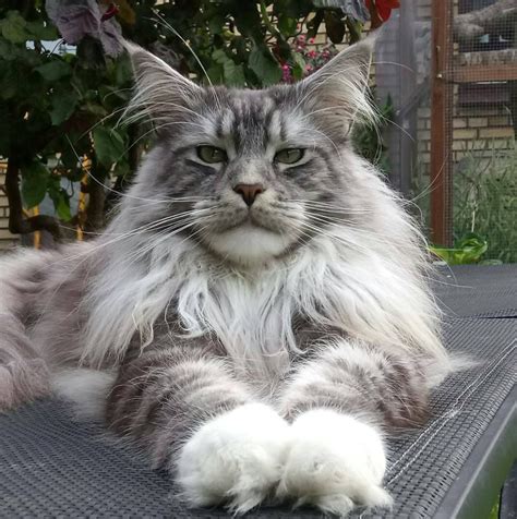 More details. . Older maine coon cats for sale